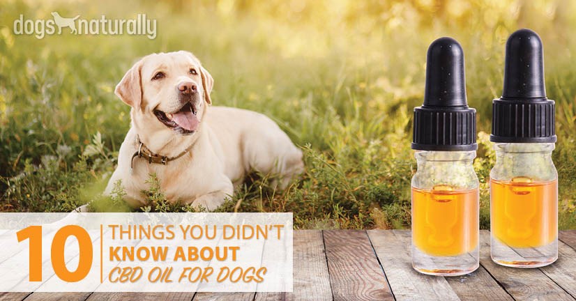 CBD Oil Everyday Secrets Williams 
      MN 56686